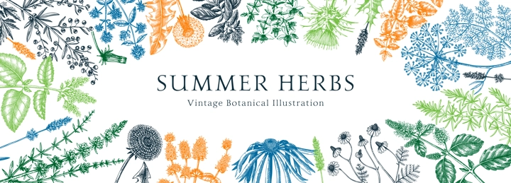 Vector herbs and meadows background. Aromatic plants vintage banner. Medicinal herb sketches. Botanical design for cosmetics, perfumery, herbal tea and herbal medicine. Floral frame